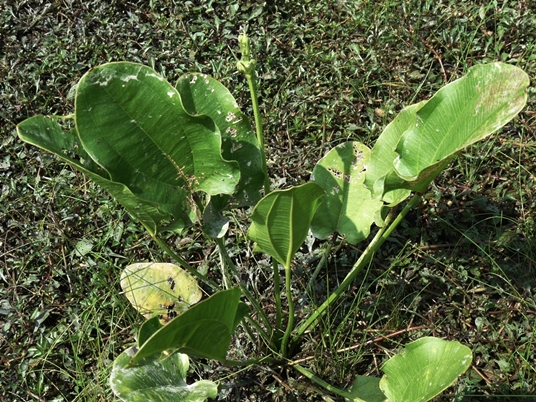 {Echinodorus cordifolius}